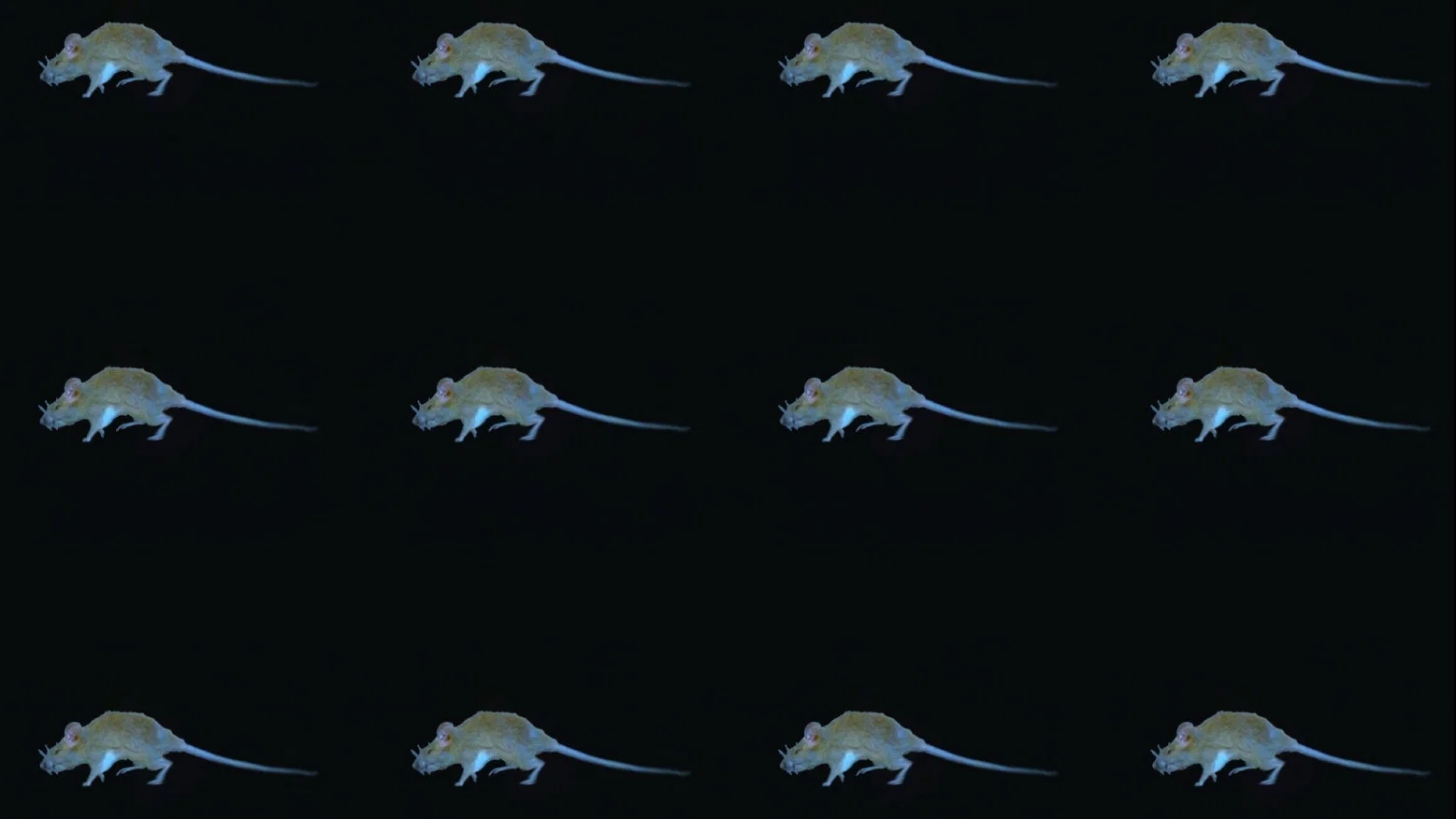 The Experience of a Rat