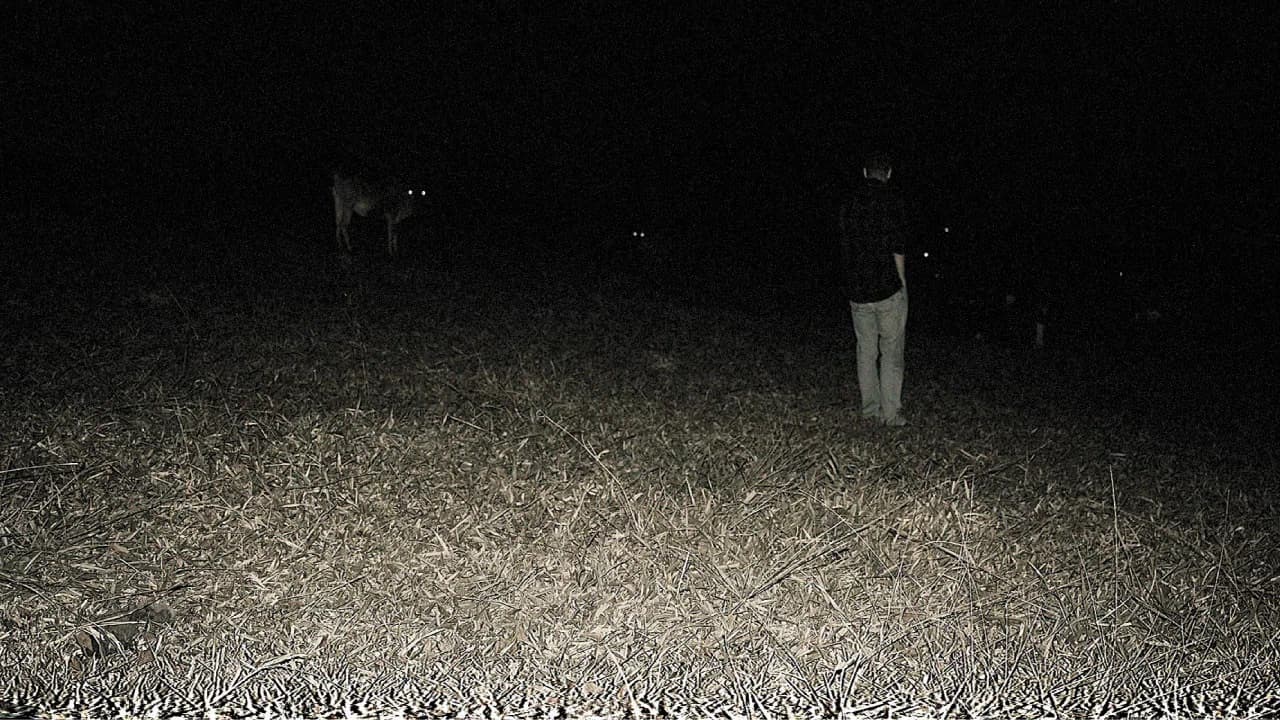 Predação Noturna