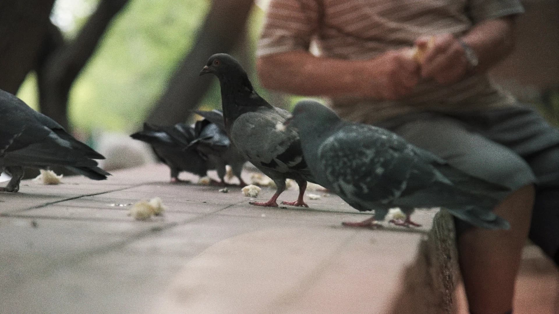 Searching for the Pigeon Man