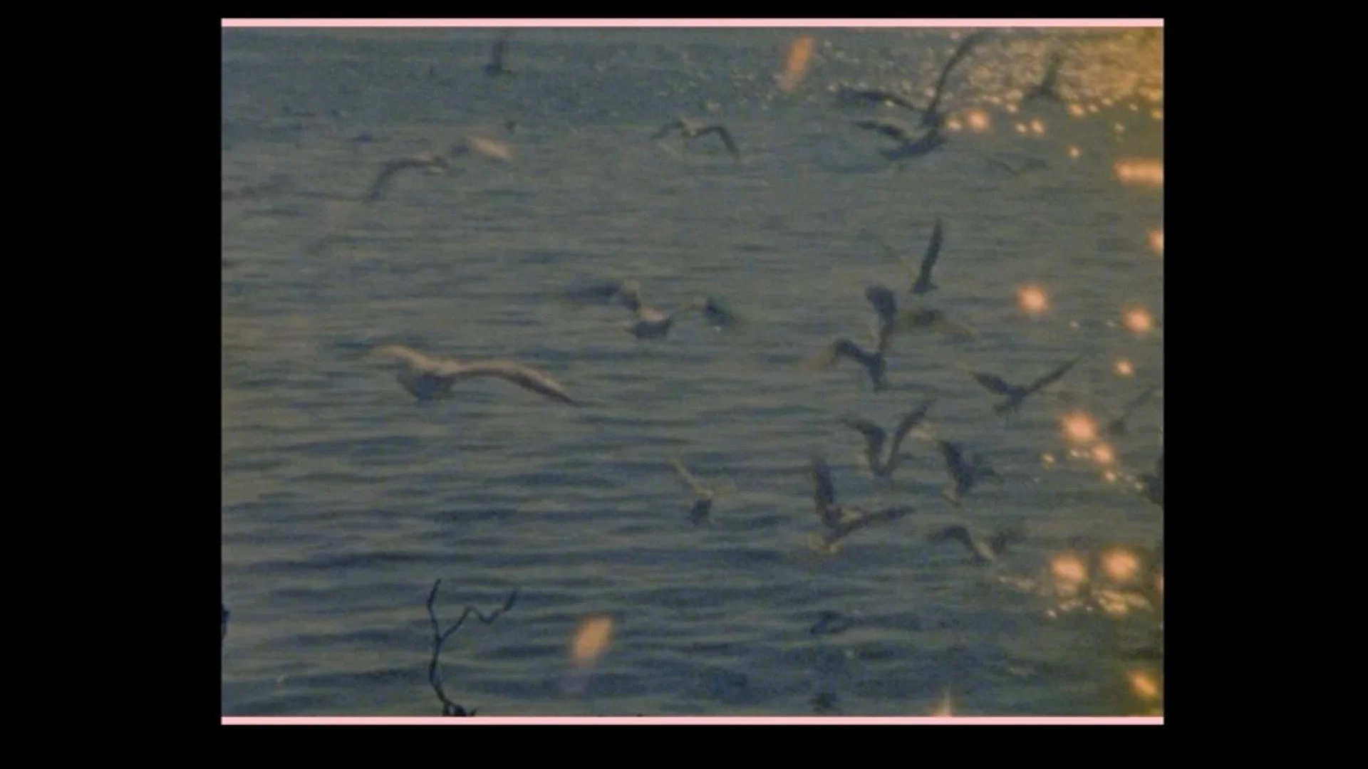 Birds go to die in Peru