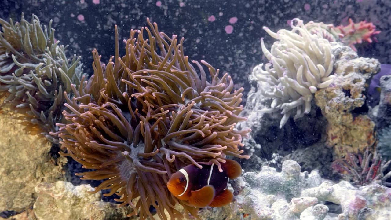 3D Aquarium