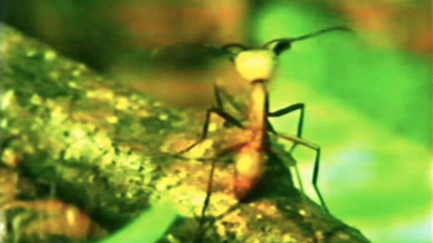 A Thousand Million Million Ants