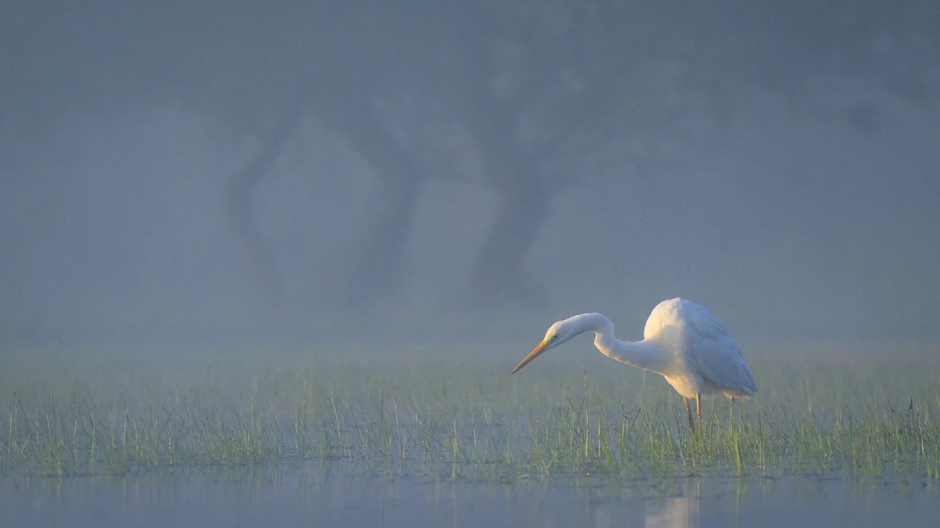 Wild Delta