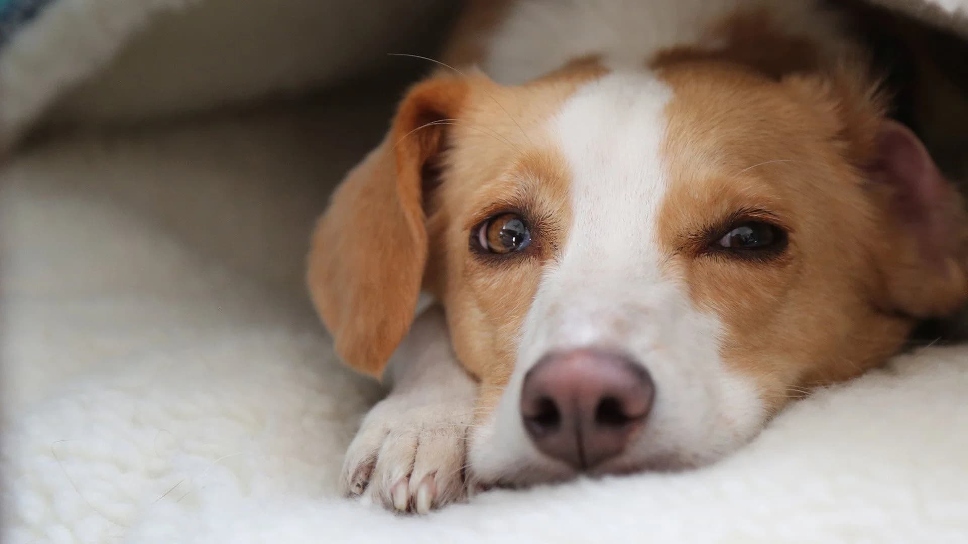 Can Dogs Talk?