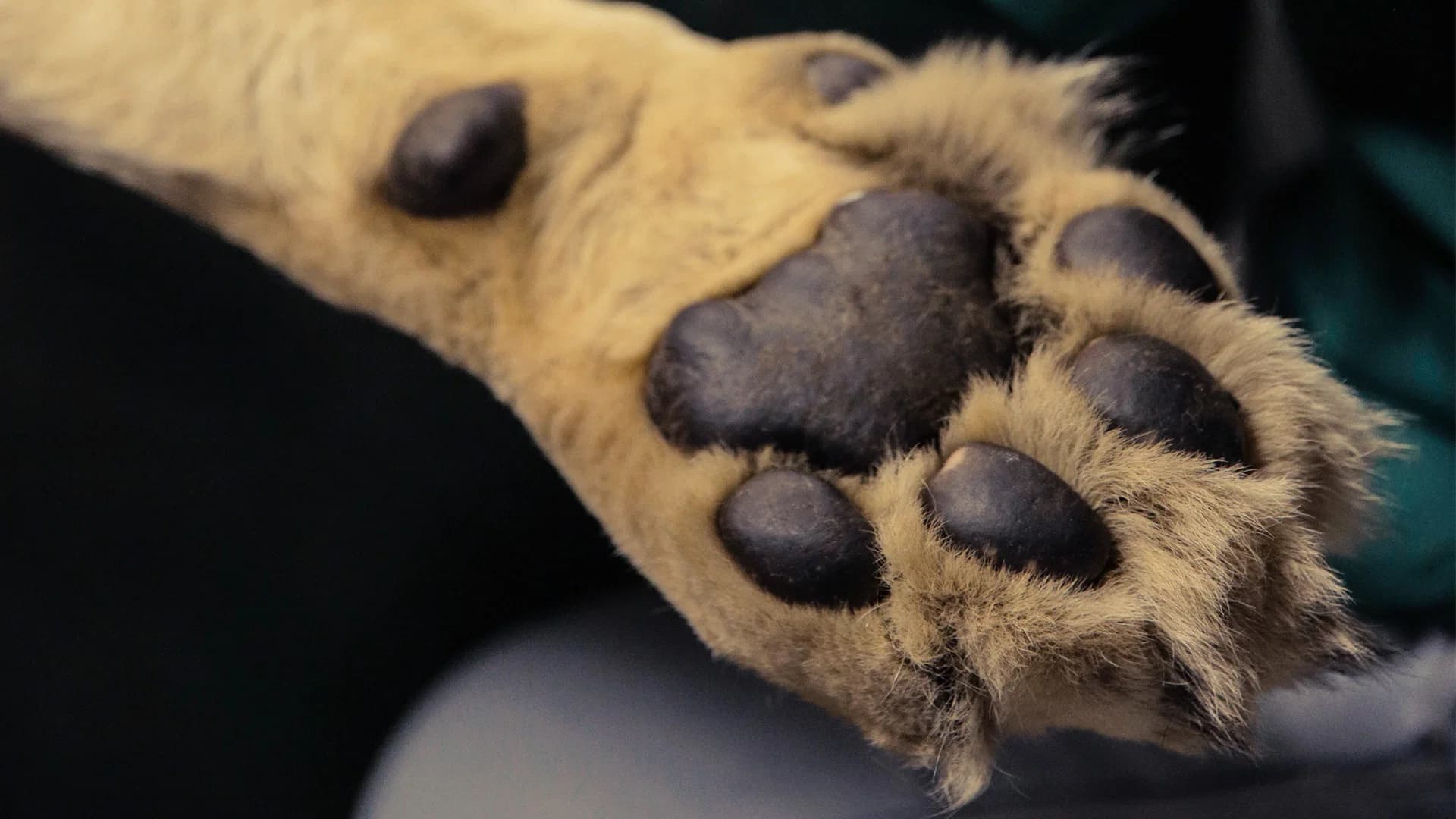 Big Animal Surgery