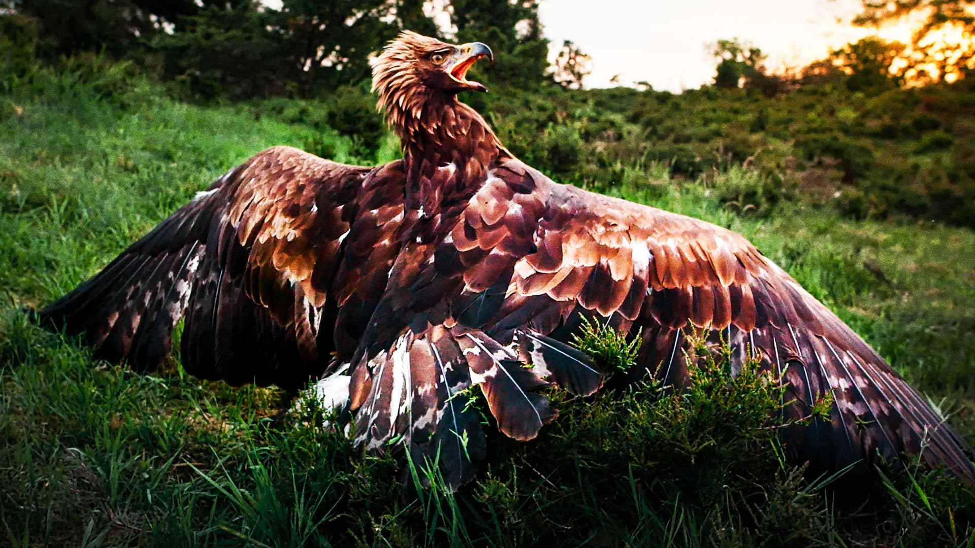 Wild and Wonderful Denmark