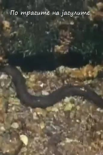 Following the Traces of the Eels