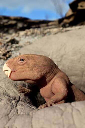 Mammal Origins