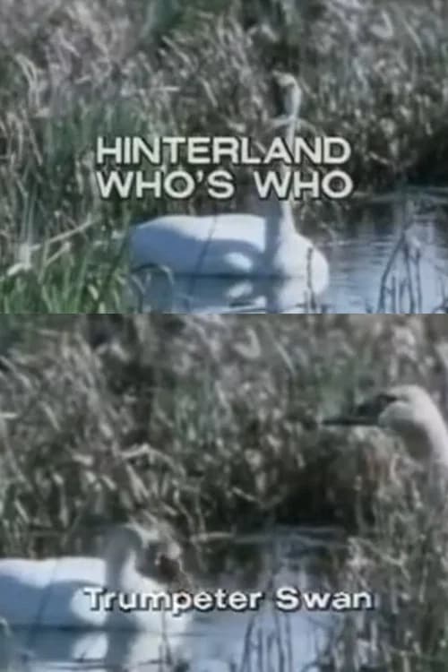 Hinterland Who's Who: Trumpeter Swan