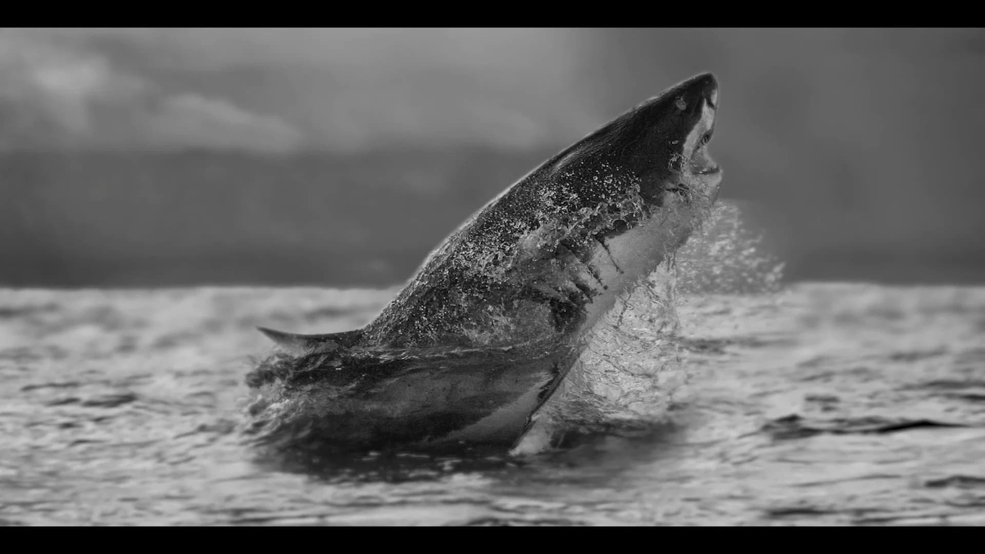 Air Jaws Strikes Back