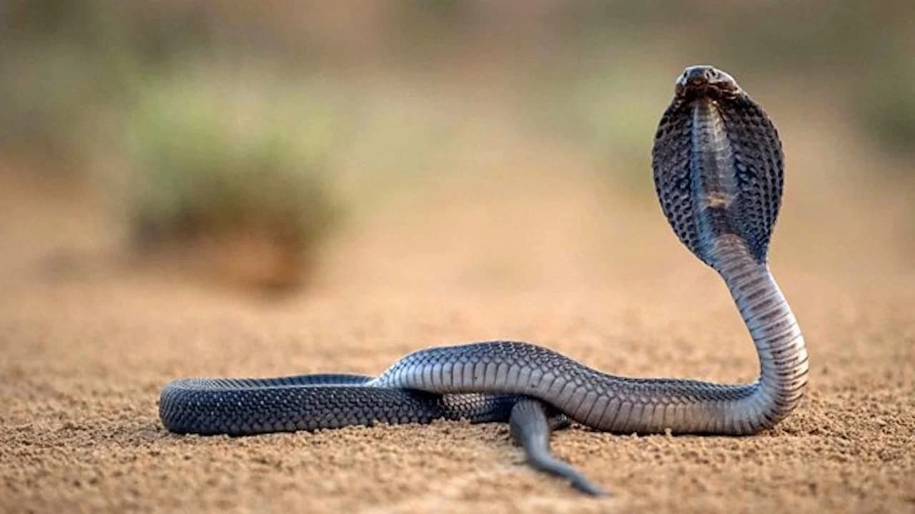 One Million Snake Bites