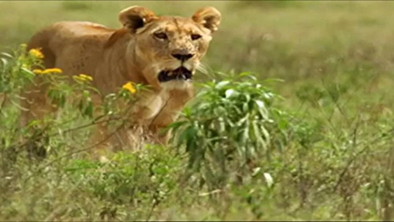 Survival: Tales from the Wild